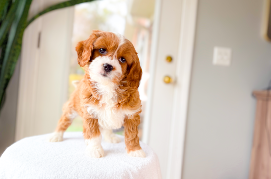 Cute Cavapoo Baby