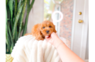 Cavapoo Pup Being Cute