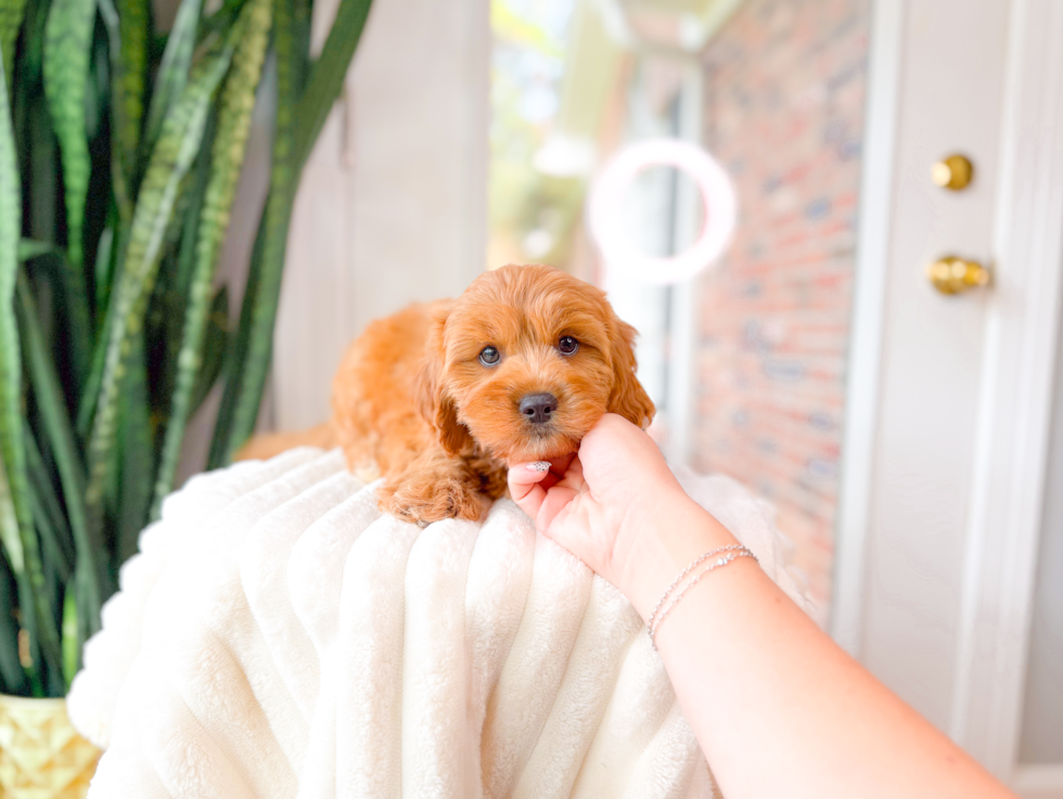Cavapoo Pup Being Cute