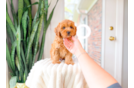Best Cavapoo Baby