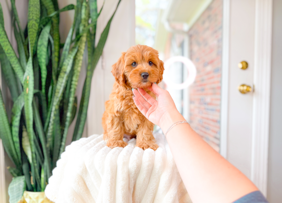 Best Cavapoo Baby