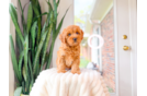 Cavapoo Pup Being Cute