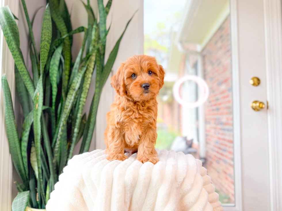Cavapoo Pup Being Cute