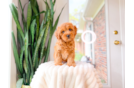 Cavapoo Pup Being Cute