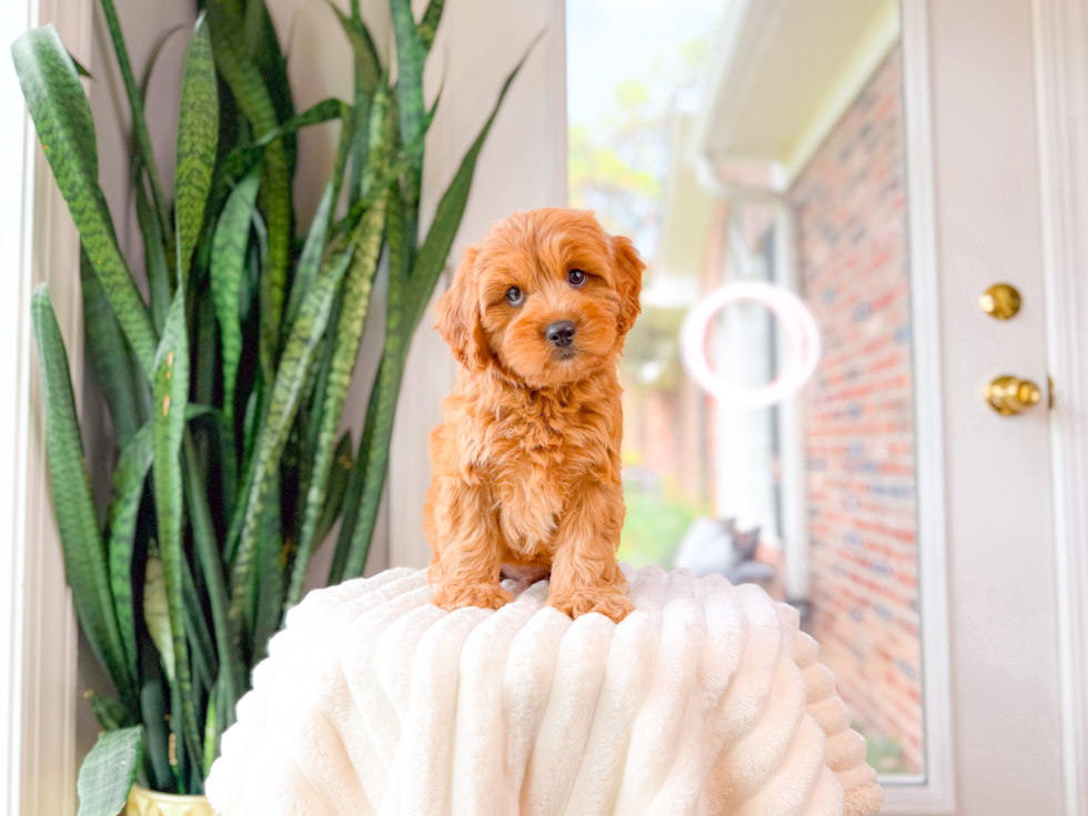 Cavapoo Pup Being Cute