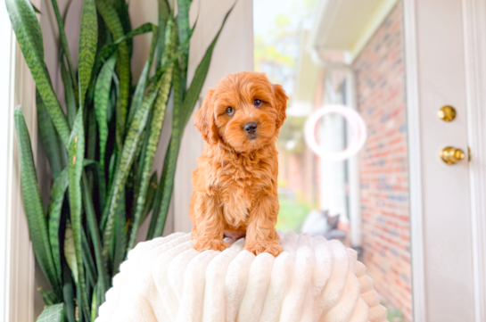 Cavapoo Pup Being Cute