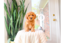 Cute Cavapoo Poodle Mix Pup