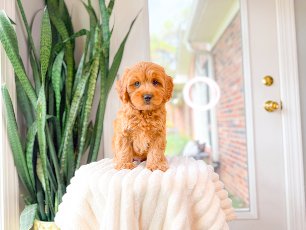 Cute Cavapoo Poodle Mix Pup