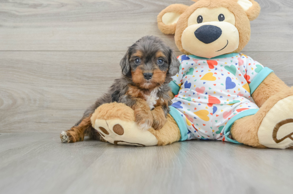 6 week old Cavapoo Puppy For Sale - Simply Southern Pups