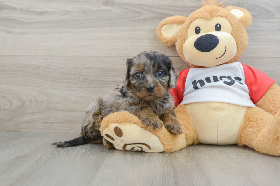 6 week old Cavapoo Puppy For Sale - Simply Southern Pups