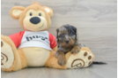 Cavapoo Puppy for Adoption