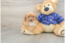 Best Cavapoo Baby