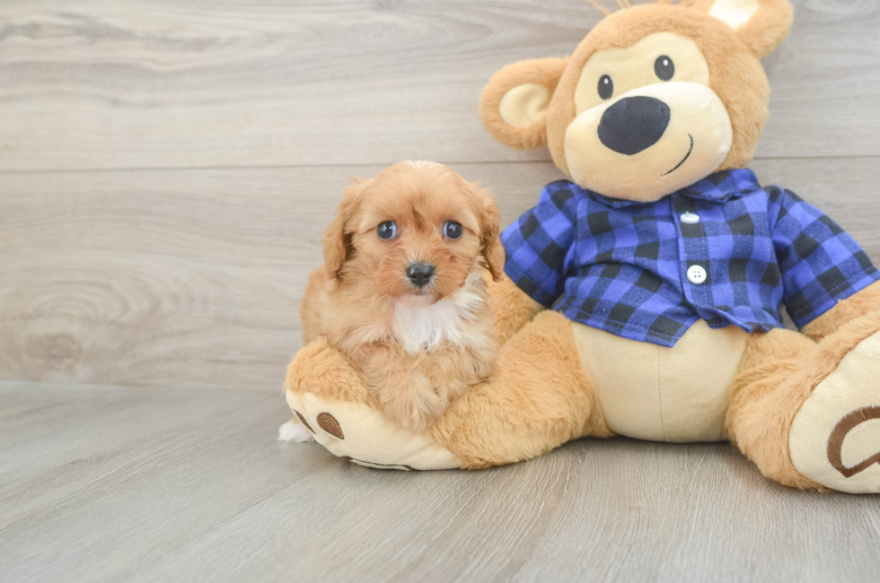 6 week old Cavapoo Puppy For Sale - Simply Southern Pups
