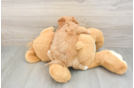 Best Cavapoo Baby