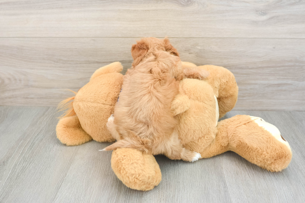 Best Cavapoo Baby