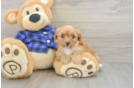 Little Cavipoo Poodle Mix Puppy
