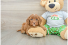 Cavapoo Pup Being Cute