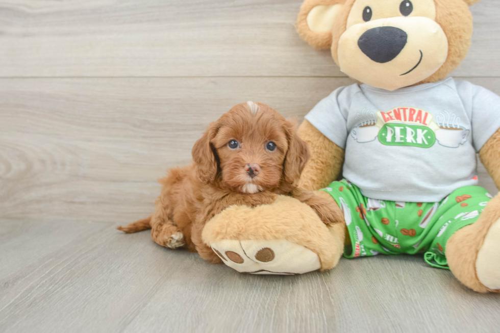 Cavapoo Pup Being Cute