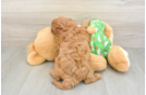 Cavapoo Puppy for Adoption