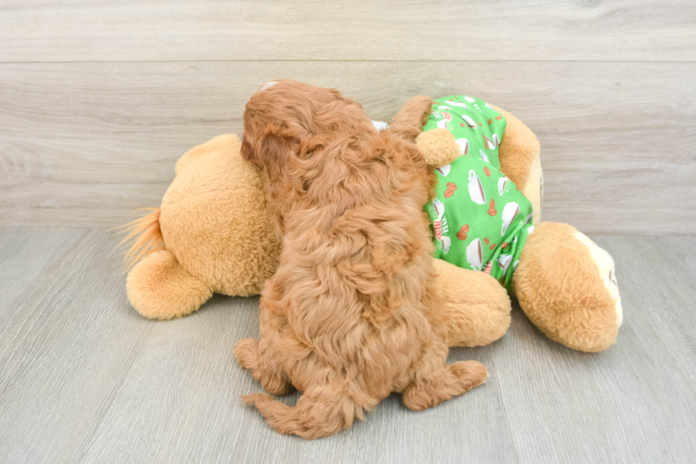 Cavapoo Puppy for Adoption