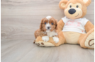 Small Cavapoo Baby