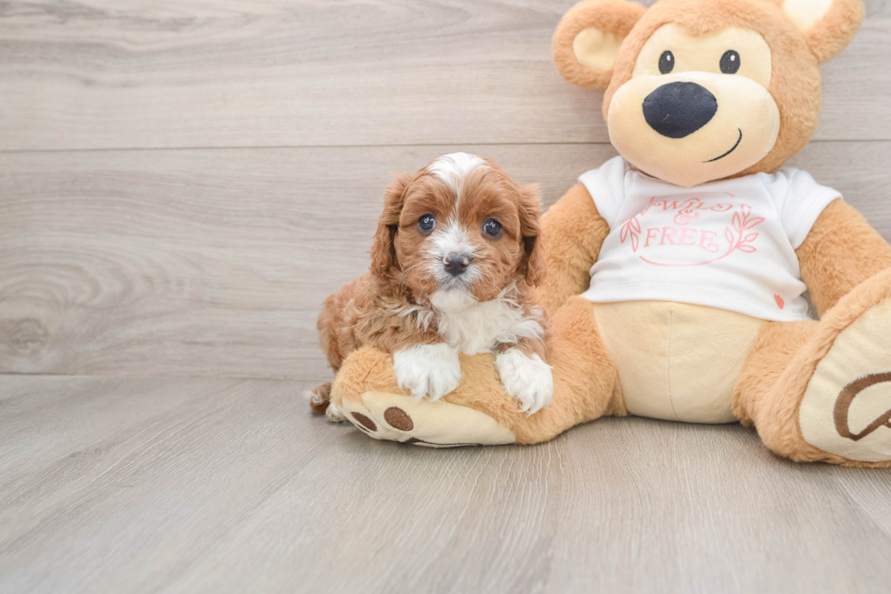 Small Cavapoo Baby