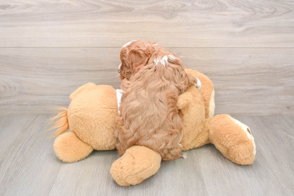 Small Cavapoo Baby
