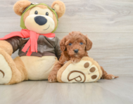 8 week old Cavapoo Puppy For Sale - Simply Southern Pups