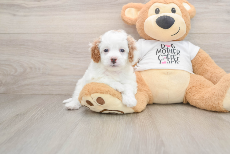 Friendly Cavapoo Baby