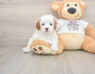 7 week old Cavapoo Puppy For Sale - Simply Southern Pups