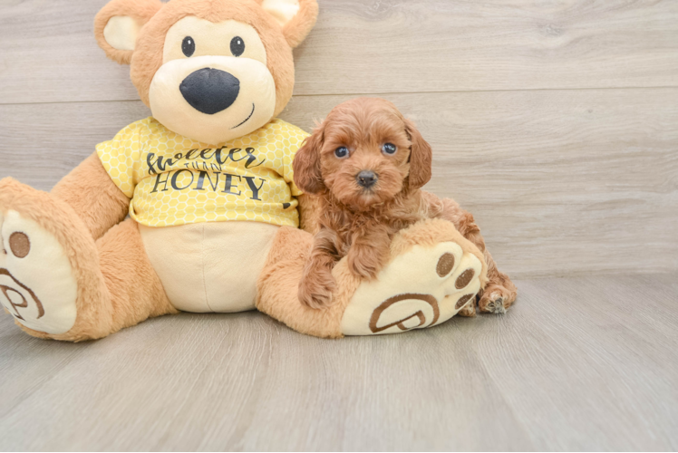Best Cavapoo Baby