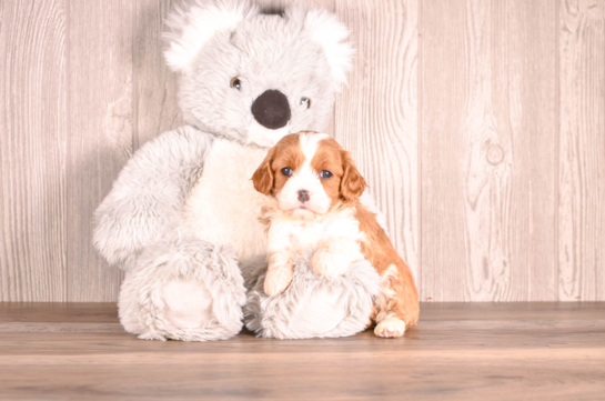 Cavapoo Pup Being Cute