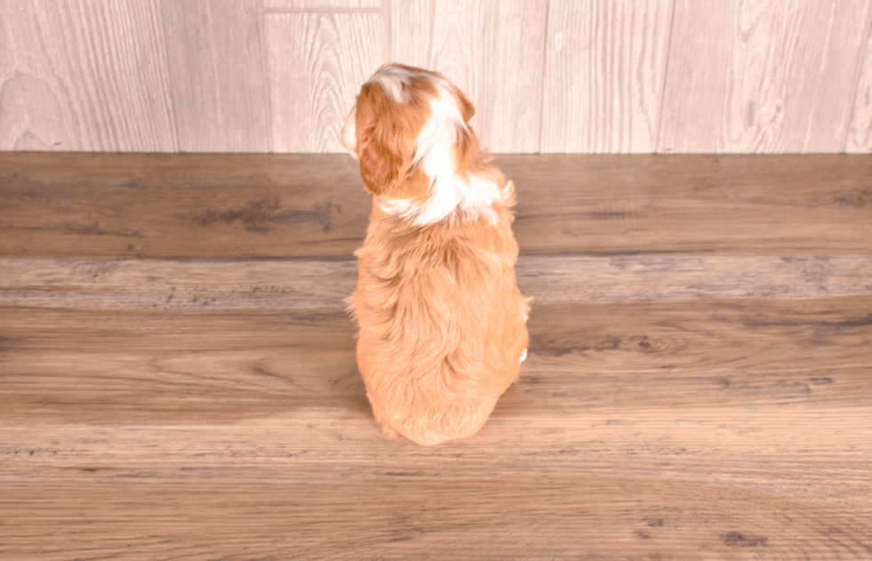 Cute Cavadoodle Poodle Mix Puppy