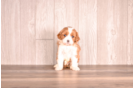 Cavapoo Puppy for Adoption