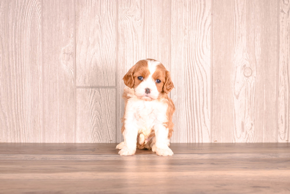 Cavapoo Puppy for Adoption