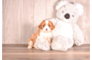 Best Cavapoo Baby