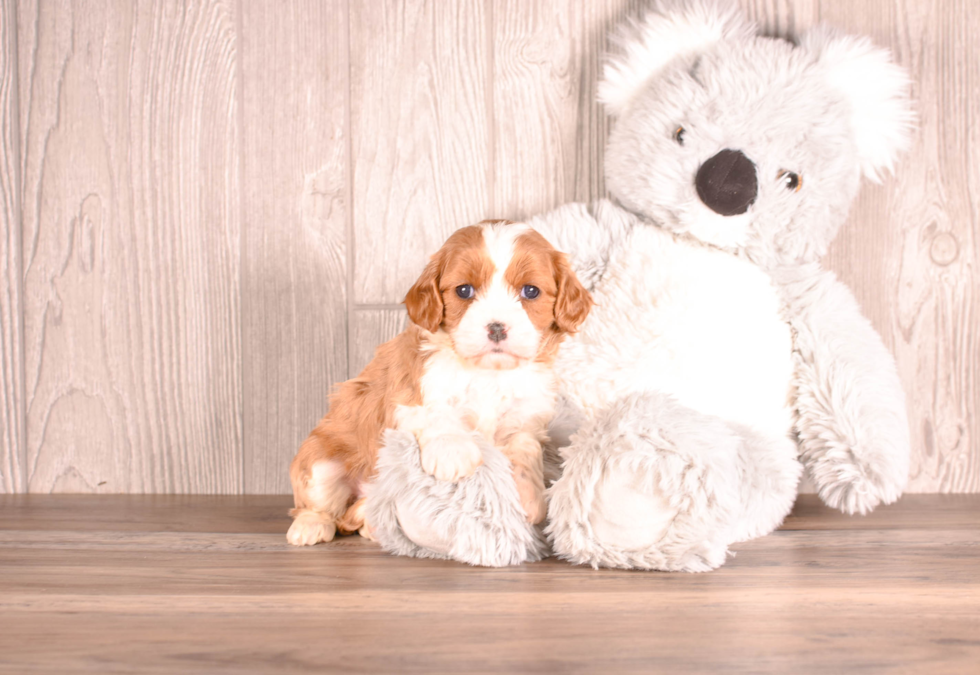 Best Cavapoo Baby