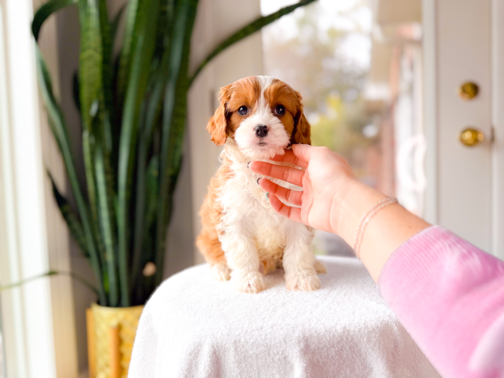 Best Cavapoo Baby