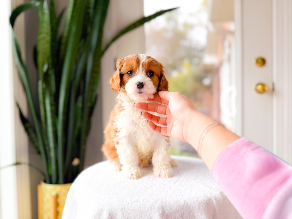 Cute Cavapoo Baby