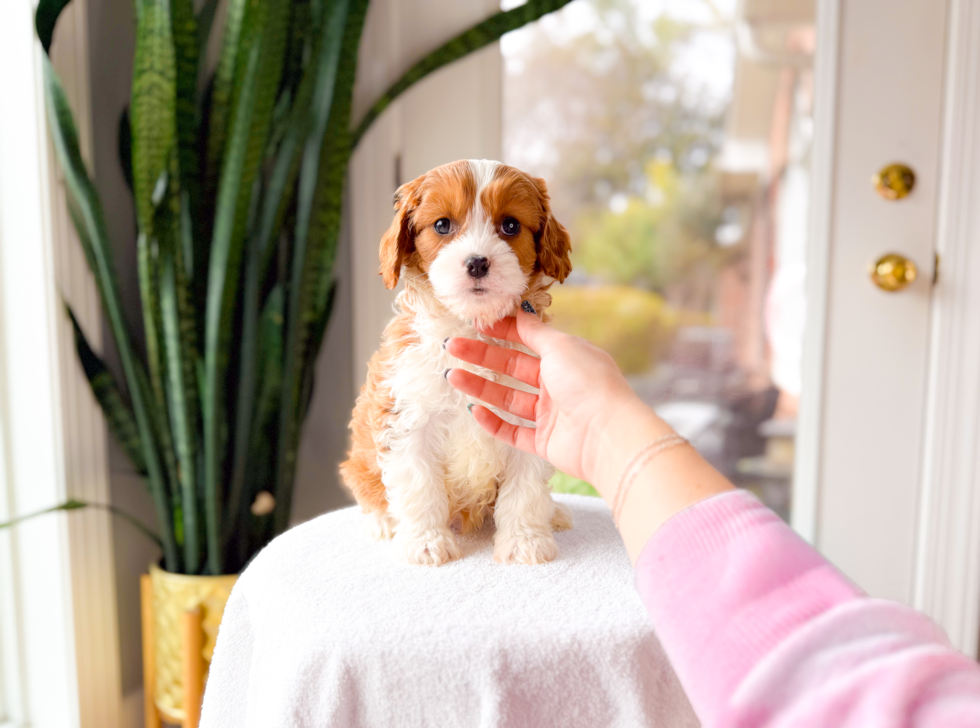 Cute Cavapoo Baby