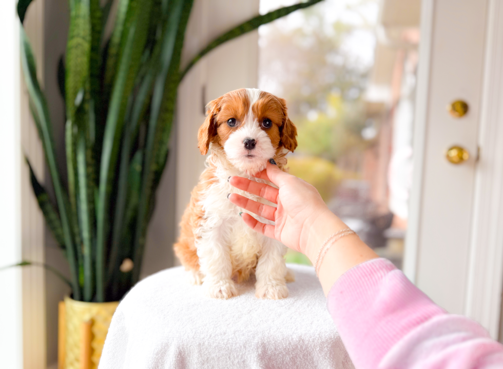 Cute Cavipoo Poodle Mix Puppy