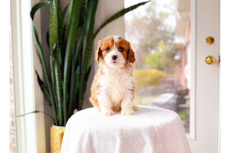 Cavapoo Pup Being Cute