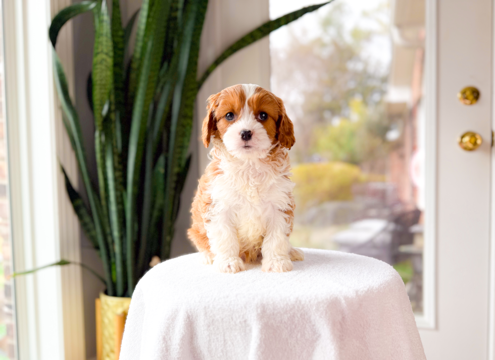 Cavapoo Pup Being Cute