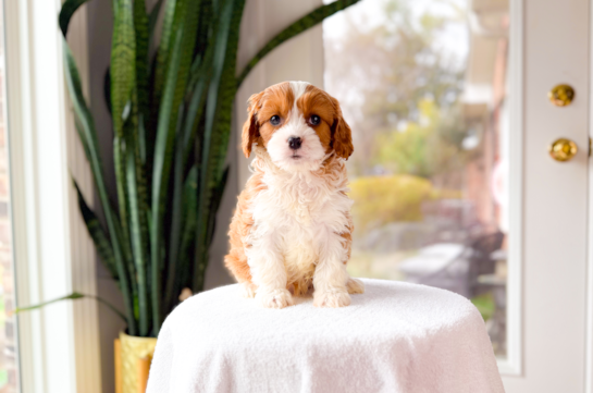Cavapoo Pup Being Cute