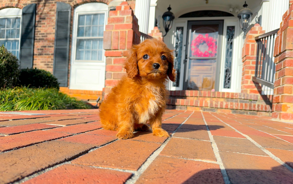 Cute Cavapoo Poodle Mix Pup
