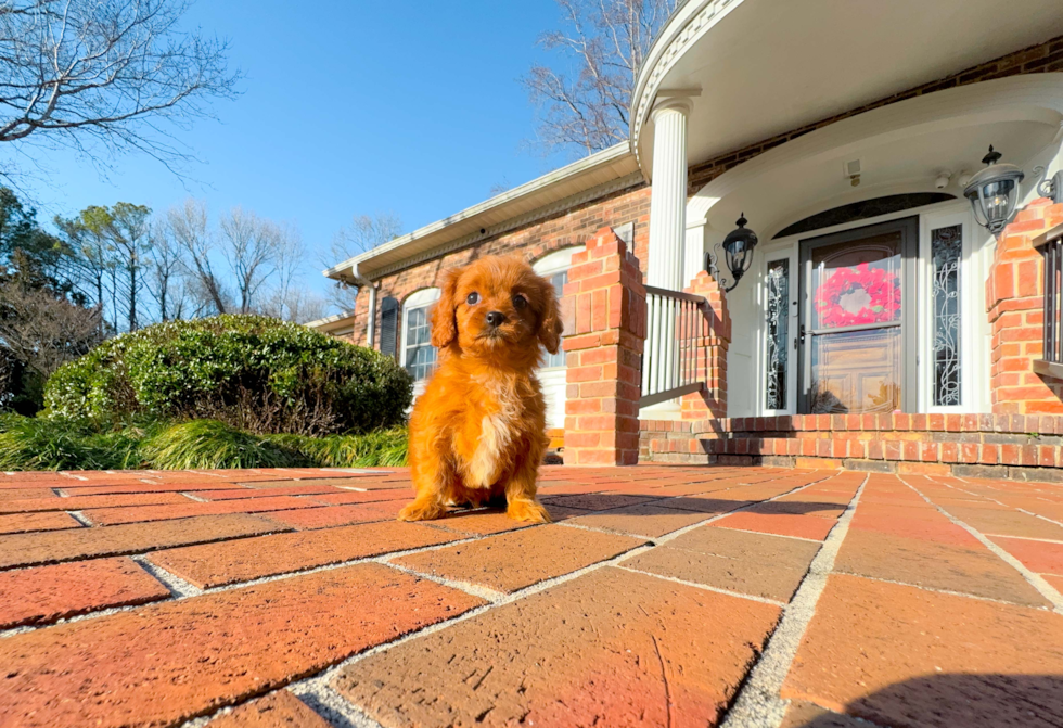 Cute Cavoodle Poodle Mix Puppy