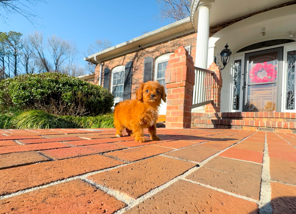 Cute Cavapoo Poodle Mix Pup