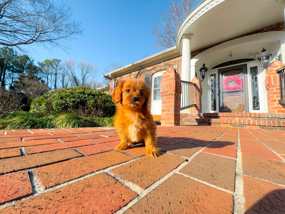 Cute Cavoodle Poodle Mix Puppy