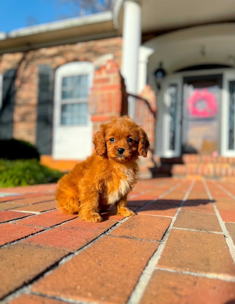 Cavapoo Pup Being Cute