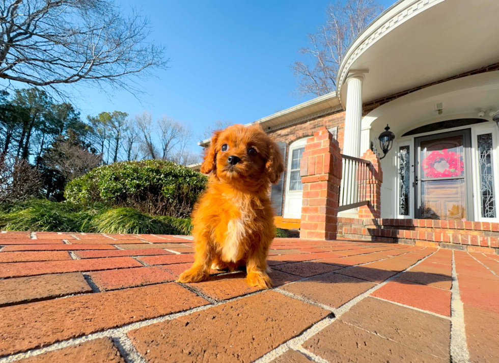 Cute Cavapoo Poodle Mix Pup